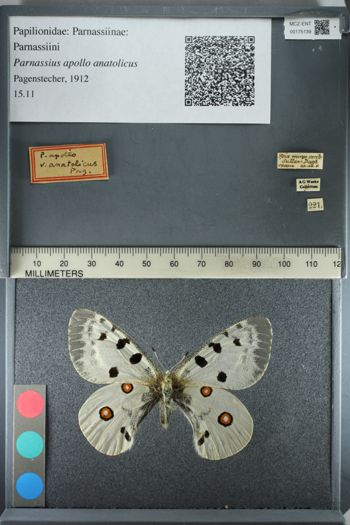 Media type: image;   Entomology 175139